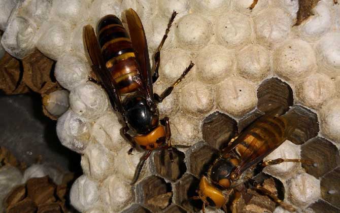 蜂蛹酒保质期一般有多久？