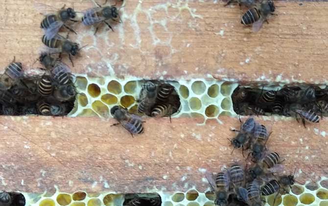合并蜂群怎样防回蜂？