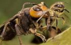 虎头蜂吃蜜蜂怎么解决？