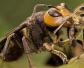 虎头蜂吃蜜蜂怎么解决？