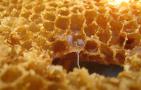 老蜂巢蜜治疗鼻炎怎么吃？