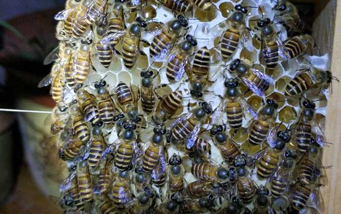 蜜蜂鸡蛋群还能养活吗？