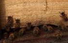 新蜜蜂认巢一般几天？