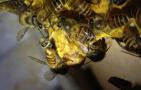新手养蜂怎样获得蜂王？