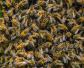 蜜蜂秋繁起止时间及繁蜂技巧