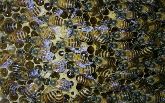 中蜂怎样合并蜂群最简单？