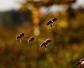 蜜蜂什么时候开始秋繁？