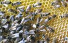 蜜蜂秋季怎么管理？