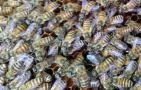 500只中蜂蛋群还能养活吗？
