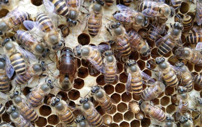 阿坝中蜂一年能产多少蜜？