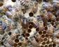 阿坝中蜂一年能产多少蜜？