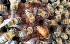 蜂螨的危害有多大？