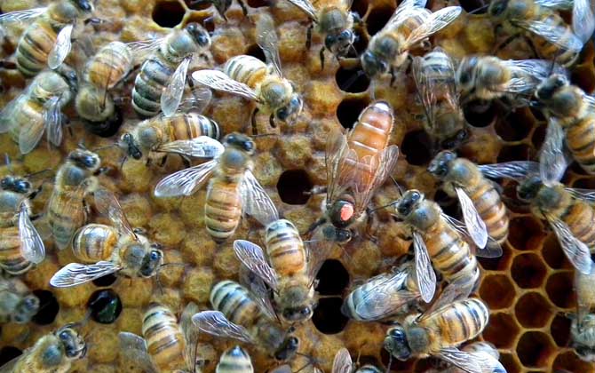 甲酸治蜂螨的用法及注意事项