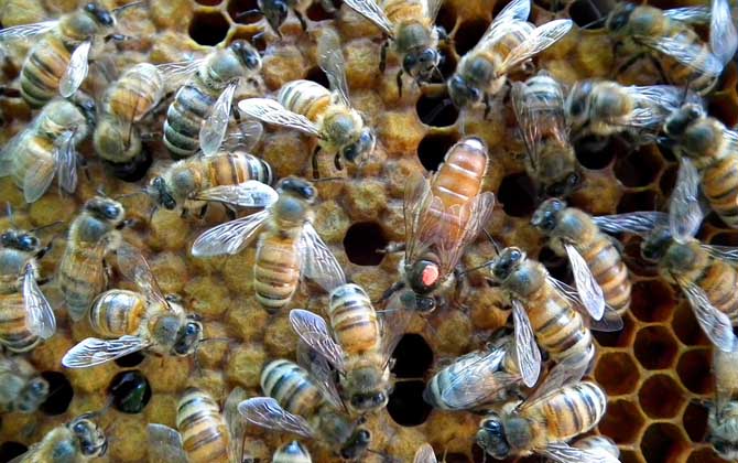 养蜜蜂的方法及注意事项