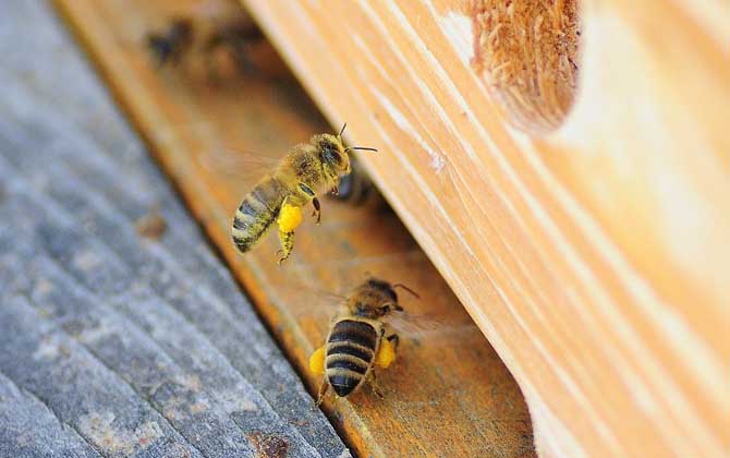 养蜜蜂的技巧及注意事项