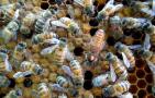 养蜜蜂的方法及注意事项