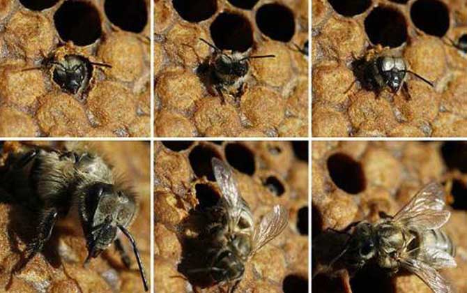 黑蜂是什么蜂？实际上是欧洲黑蜂，我国还有新疆黑蜂和东北黑蜂！