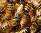 几月喂越冬蜂效果最好？