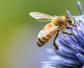 蜜蜂采蜜的过程是怎样的？