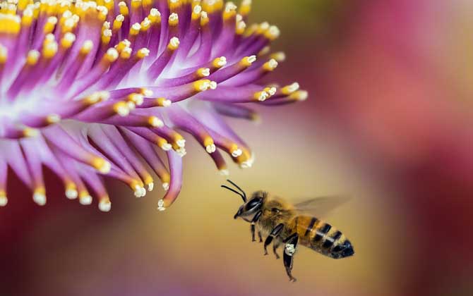被蜜蜂蛰了抹牙膏有用吗？不但能中和毒液，还有消肿止痛的效果！