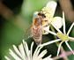 蜜蜂的生活特征有哪些？