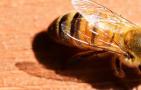 蜜蜂零下20度会冻死吗？