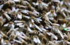 蜜蜂过冬最低温度是多少度？