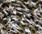 蜜蜂过冬最低温度是多少度？