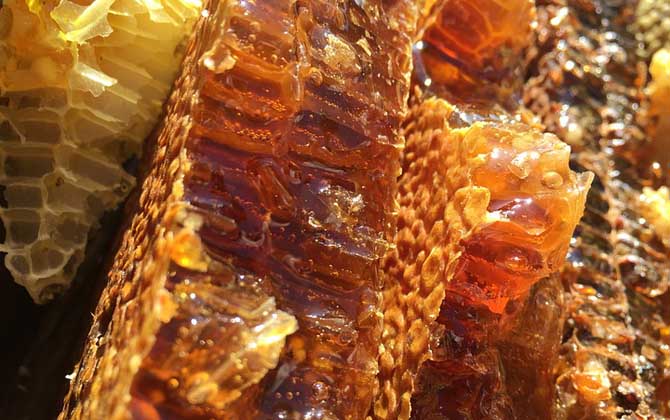 蜂巢蜜一般多少钱一斤？