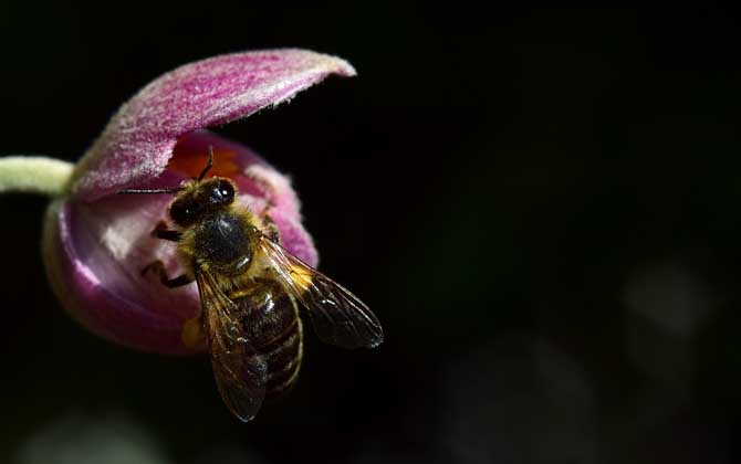 蜜蜂入屋筑巢是什么征兆？
