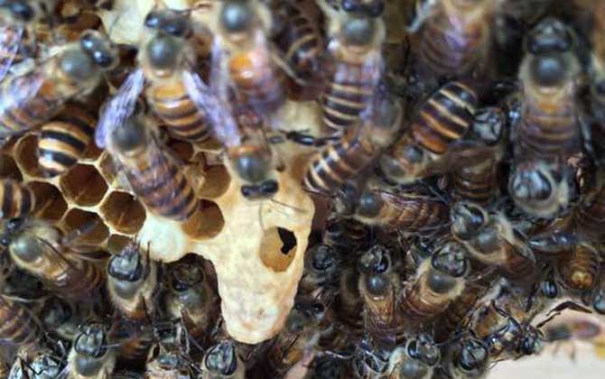 怎么让中蜂造自然王台？
