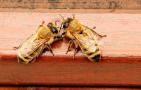 工蜂是公的还是母的？工蜂是雌性蜜蜂，但生殖系统发育并不完善！