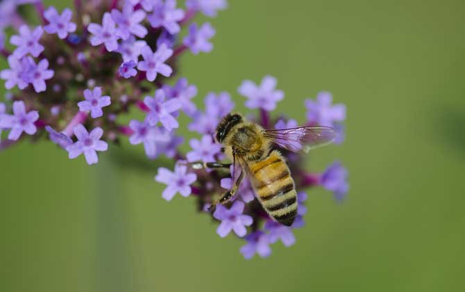 蜜蜂蛰了用牙膏能消肿止痒吗？
