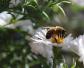 有哪些赞美蜜蜂的诗句？
