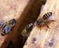 蜜蜂养殖新技术及注意事项