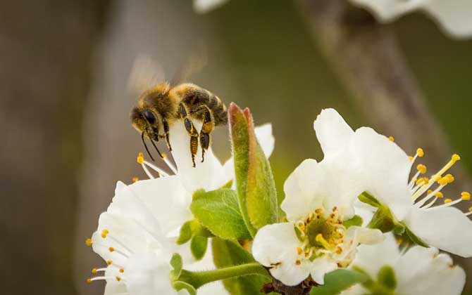 蜜蜂采蜜是什么季节？两个必要条件，一是有蜜源，二是气候适宜！