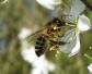 蜜蜂吃什么食物？工蜂和雄蜂吃花粉和花蜜，蜂王终身都吃蜂王浆！