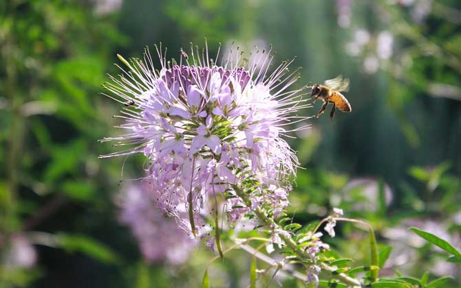 蜜蜂科昆虫有哪些？除了蜜蜂以外，还有熊蜂、切叶蜂、无刺蜂等！