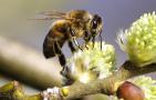 蜜蜂的特点有哪些？典型的社会性昆虫，蜂群中三型蜂各司其职！
