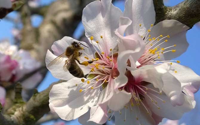 蜜蜂的寿命一般有多长？蜂王最长能活9年，工蜂最短只能活28天！