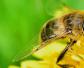蜜蜂的生物学特征有哪些？