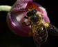 什么是蜜蜂生物学？