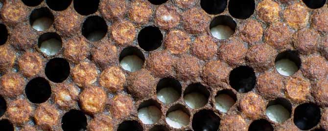 蜜蜂的发育周期