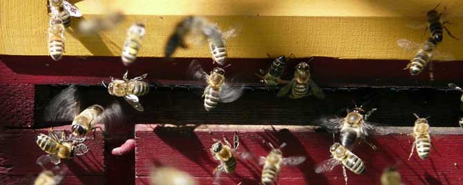 蜜蜂闹巢