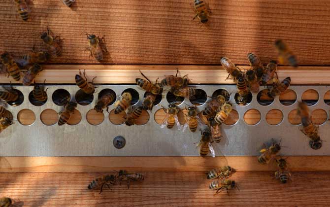 蜜蜂养殖技术及基本知识