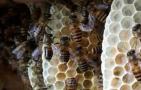 中蜂几框蜂可以安全越冬？