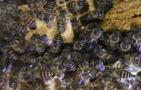 中蜂越冬期能喂饲料吗？