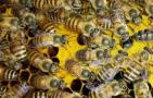 蜜蜂繁殖速度受什么影响？