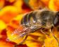 蜜蜂需要哪些营养物质？