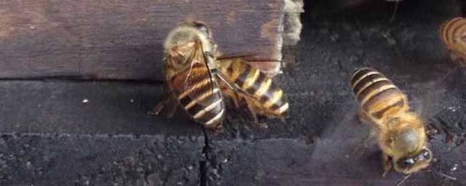自然分蜂